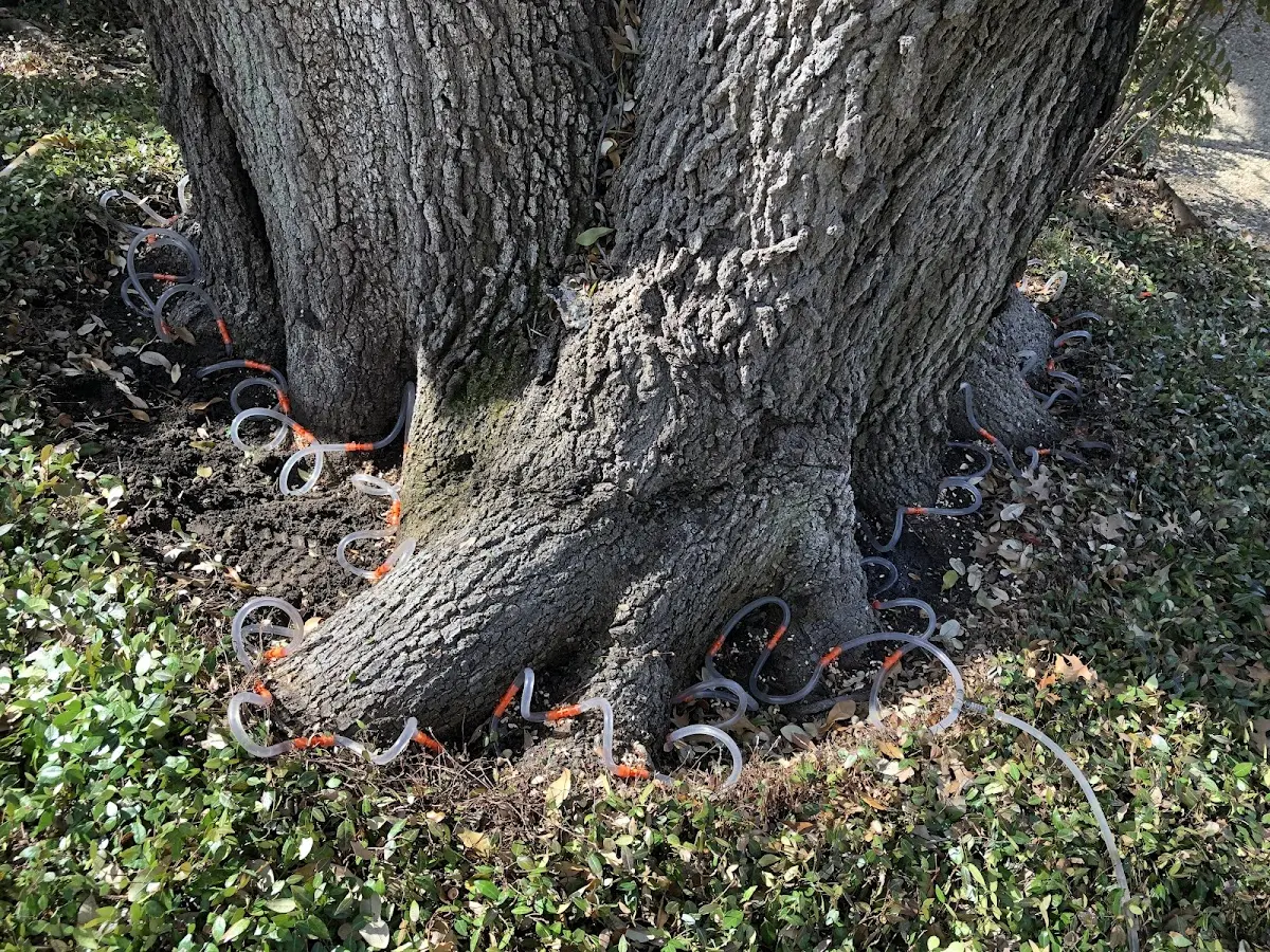 Detailed Tree Cabling and Bracing job site in Alma Center