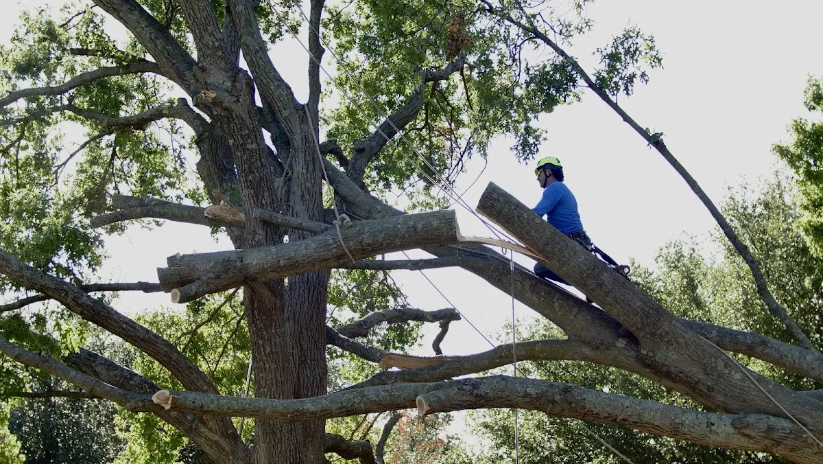 Professional Crown Thinning performed by certified arborists in Alma Center