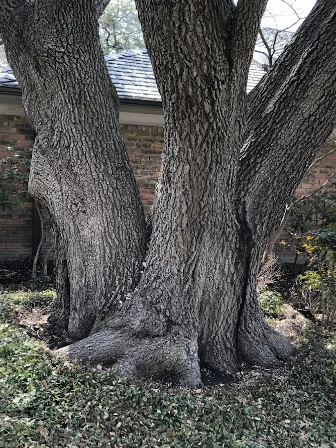 Mature heritage tree close to a Alma Center property cared for by certified arborists